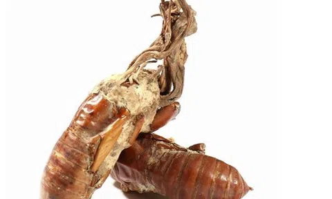 Nấm ve sầu (Cordyceps cicadae) – Giải pháp tự nhiên hỗ trợ bảo vệ đôi mắt và giảm nguy cơ tăng nhãn áp