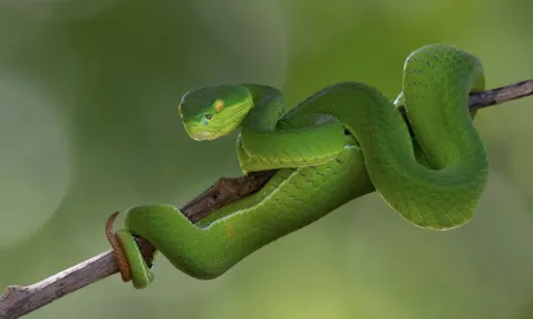 Một bệnh viện tại TPHCM liên tiếp cấp cứu người bị rắn cắn