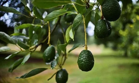 Loại quả “tốt nhất thế giới”, ở Việt Nam trồng bạt ngàn mà giá cực rẻ