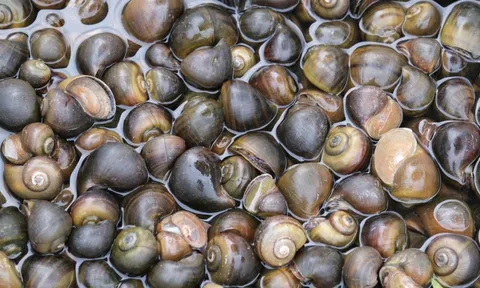 Ốc bươu ngâm “thủy tinh lỏng”, bác sĩ cảnh báo nóng