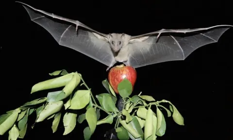 Virus Nipah có thật sự đáng sợ?