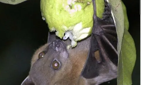 Chủ động phòng chống dịch bệnh do virus Nipah