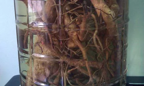 Hai người tử vong sau khi uống rượu ngâm, Bộ Y tế chỉ đạo khẩn