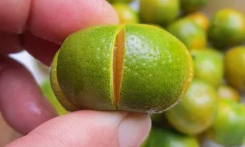 Loại quả là “báu vật" ngày Tết, đi chợ thấy bỏ qua quá phí