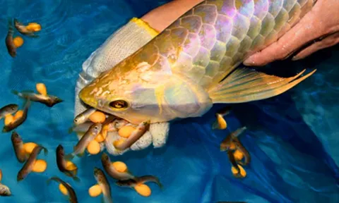 Ăn trứng cá rồng, 13 người nghi ngộ độc nhập viện