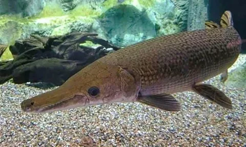 13 người ngộ độc do ăn trứng cá rồng là không chính xác