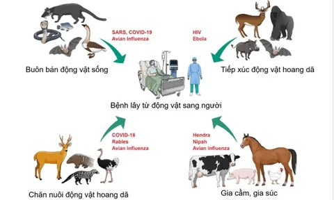 HCDC và ngành thú y TPHCM tăng cường phối hợp dữ liệu phòng bệnh lây từ động vật