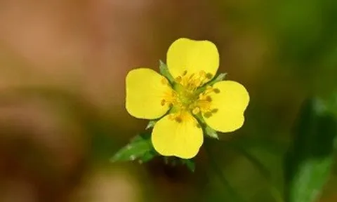 Một loài hoa dại có thể là “vũ khí siêu hạng” cho y học