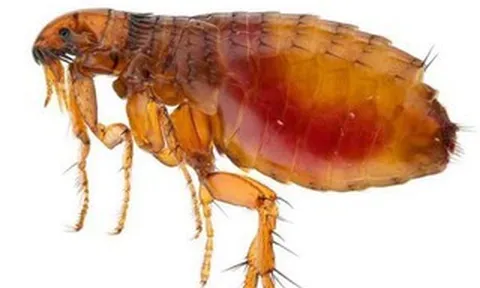 Sẩn ngứa do bọ chét gia tăng, nhiều ca có nuôi chó mèo