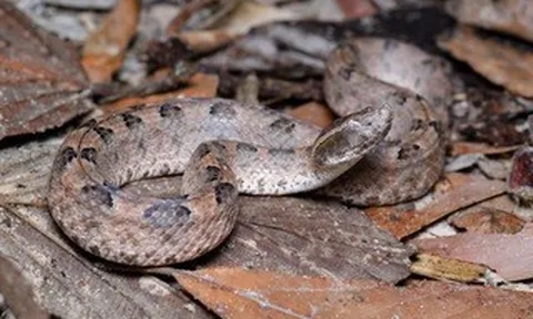 Báo động số ca rắn cắn tăng mạnh mùa hái điều