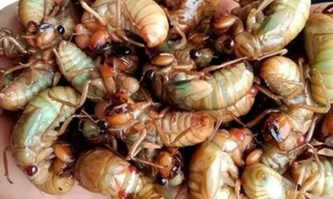 Ăn 2 con ve sầu, nam sinh sốc phản vệ phải cấp cứu lúc nửa đêm