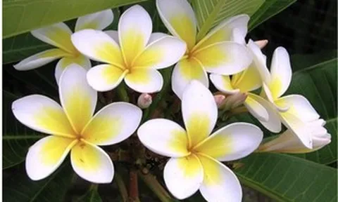 Cảnh báo ngộ độc từ những cây cảnh "ngắm thì đẹp, chạm thì nguy" trong vườn nhà