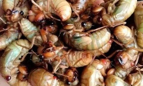 Ăn ve sầu, nhiều người nhập viện
