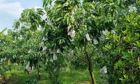Kỳ lạ loại quả nhiều đường bậc nhất nhưng lại giúp ngừa tiểu đường, phòng cả ung thư: Việt Nam rất sẵn