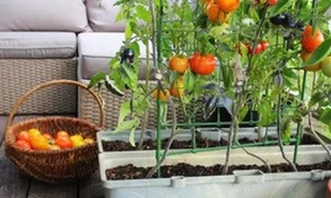 7 loại cây tốt nhất để trồng ở ban công: Vừa được thu hoạch trái ăn, vừa đẹp mắt