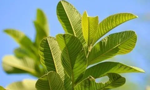 Loại lá dân dã là "khắc tinh" của tiểu đường và mỡ máu cao: Rất sẵn ở Việt Nam nhưng còn bị bỏ phí