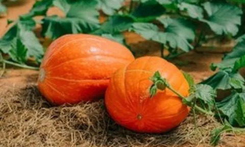 Lời khuyên đến những gia đình đang trồng cây bí đỏ