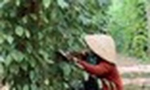 Cây thuốc quý của Việt Nam được Mỹ đánh giá cao, trả nhiều tiền mua về, hóa ra là “vàng mười” cho sức khỏe