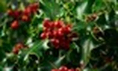11 loại cây đuổi rắn hiệu quả, rất nên trồng trong nhà
