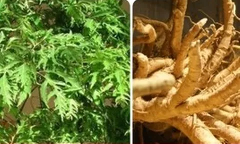 9 bài thuốc chữa bệnh từ cây đinh lăng