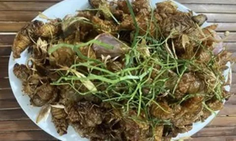 Nghi ngộ độc sau ăn ve sầu, nấm rừng, Bộ Y tế yêu cầu làm rõ nguyên nhân