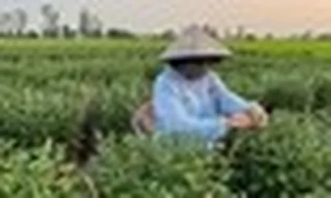 Loài cây tưởng chỉ trưng cho đẹp, ai ngờ còn là thuốc quý được Mỹ đánh giá cao: Người Việt dùng nhiều mà ít biết