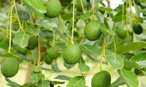Loại quả quen thuộc cụ ông 125 tuổi ăn mỗi sáng, ở Việt Nam trồng bạt ngàn