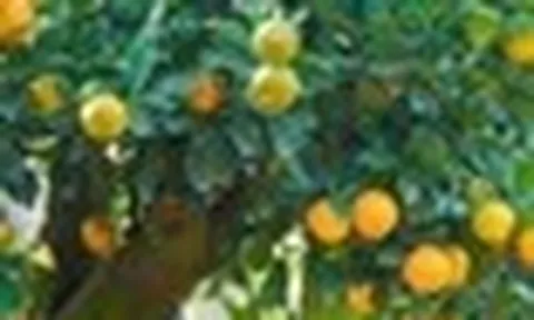 5 lý do bạn nên trồng một cây quất trong nhà