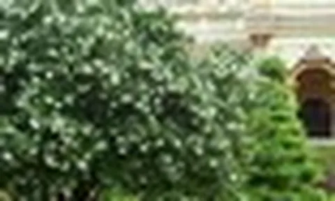 6 lợi ích khi trồng một cây nguyệt quế trong nhà