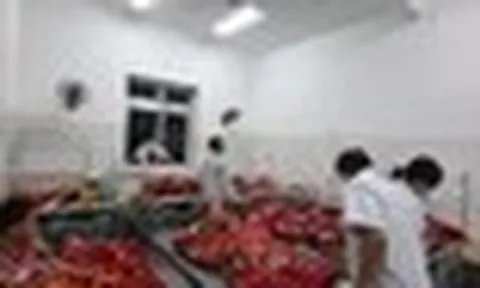 Lai Châu: Hơn 200 học sinh ngộ độc nghi do ăn quả lạ