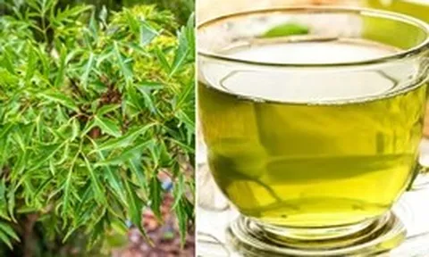 Đinh lăng "bổ như sâm" nhưng 9 nhóm người này không nên dùng kẻo rước họa vào thân