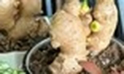 5 lý do nên trồng gừng trong nhà