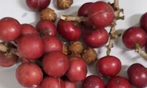Hơn 200 học sinh ngộ độc nghi do ăn quả lạ
