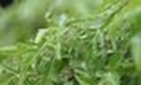 Đinh lăng được ví như “nhân sâm của người nghèo”: Đây là 5 tác dụng chữa bệnh tuyệt vời