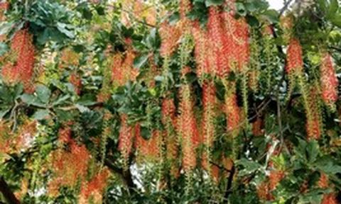 3 lý do nên trồng cây lộc vừng trước sân