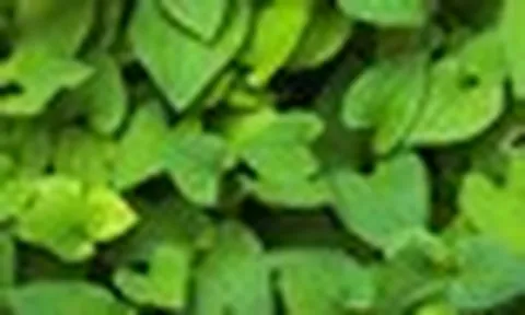 Lời khuyên dành cho những gia đình đang trồng rau diếp cá