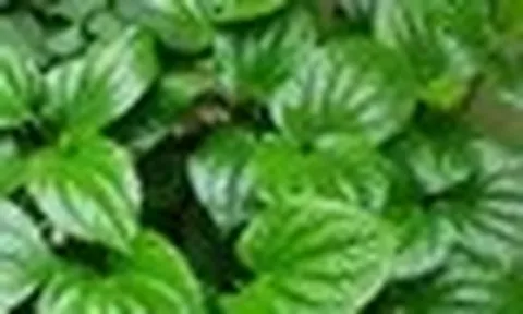 4 lý do nên trồng lá lốt trong nhà
