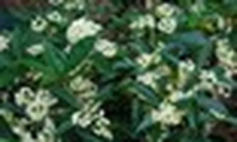 5 lý do nên suy nghĩ tới việc trồng một cây mộc trong nhà
