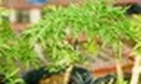 Lợi ích khi trồng cây đinh lăng
