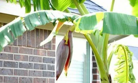 3 lý do phong thủy khiến nhiều người tránh trồng chuối trước nhà