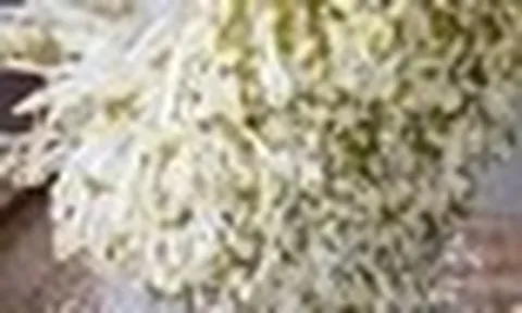 Nhắc nhở: Có 4 loại rau tuyệt đối không được ăn, bán rẻ mấy cũng đừng mang về nhà