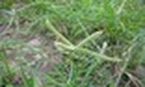3 loại cỏ dại là "thuốc toàn năng": Nhiều người nhổ bỏ mà không biết