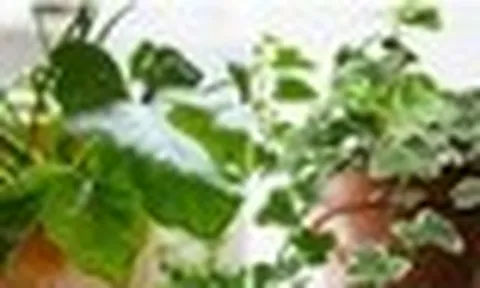 6 loại cây không nên trồng trong nhà