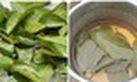 Lá ổi “quét sạch” mỡ máu: 5 nhóm người phải lưu ý