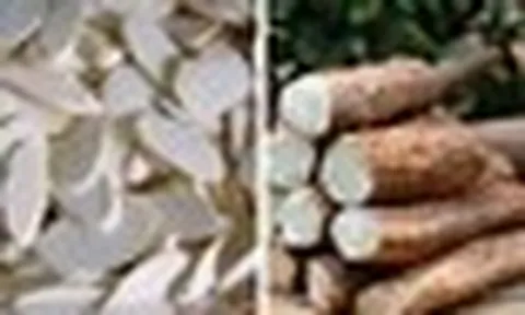 Tác dụng của củ hoài sơn tươi với sức khỏe