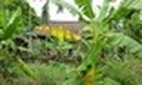 Vì sao người xưa thường trồng cây chuối sau nhà?