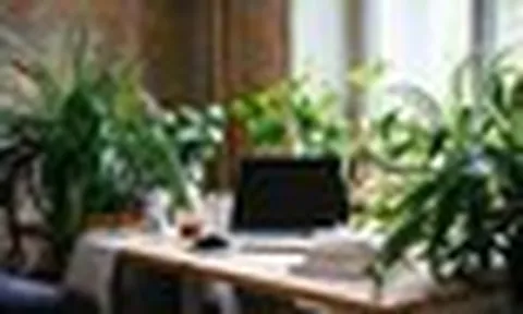 Đặt cây xanh trên bàn làm việc: 4 điều ai cũng nên biết