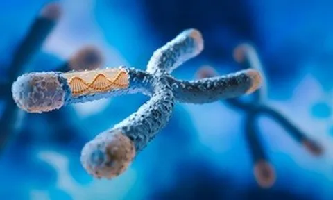 Một lỗi DNA có thể biến chuột cái thành đực: Hy vọng cho con người