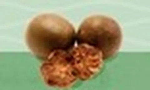 Kỳ lạ loại quả ngọt gấp 250 lần đường nhưng không gây tăng đường huyết, ngừa ung thư: Việt Nam có nhiều