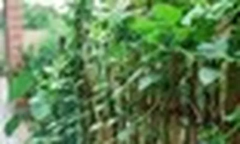Vì sao người xưa thường trồng mùng tơi quanh nhà?